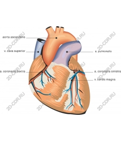 The anatomy of the human heart