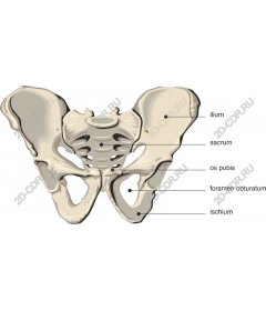  Detailed information about the pelvic bones