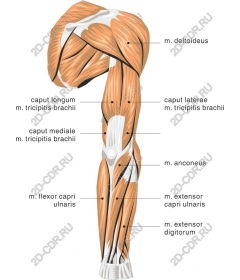  Анатомия мышц верхней части руки