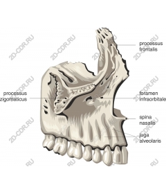  Detailed human jaw