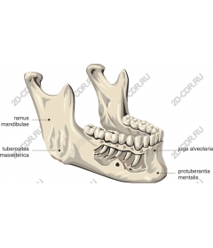 Anatomy of the human jaw