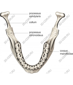  Анатомия нижней челюсти человека