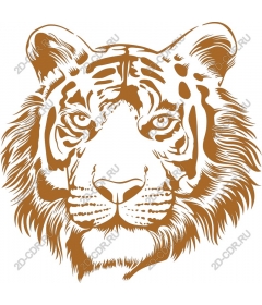 Majestic tiger