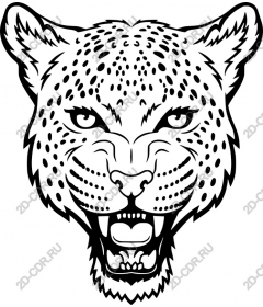 Head of a ferocious leopard
