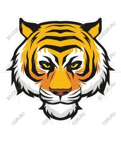 The tiger is a Fierce and bold