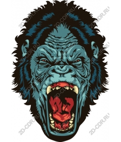 Head ferocious gorilla