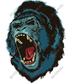  Ferocious roaring gorilla