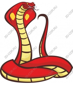  Fierce red Cobra