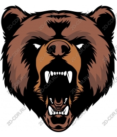 Head of a ferocious bear
