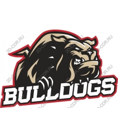  Ferocious bulldog