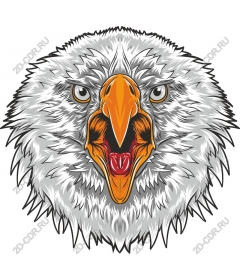 Head of a ferocious eagle