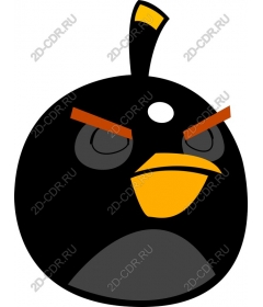  Black bird is very playful and