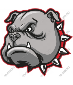  Angry bulldog