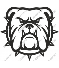  Ferocious bulldog