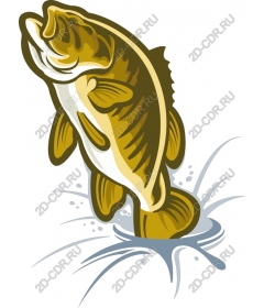  Bouncing fish-bass