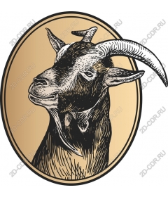  Portrait of a little goat
