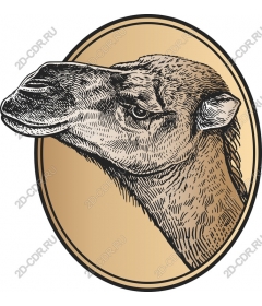 Vintage camel