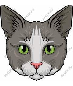  Голова серого кота