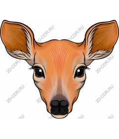 Deer head