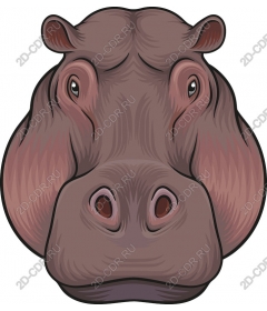  A charming head of a hippopotamus
