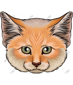 Очаровательная кошачья голова
