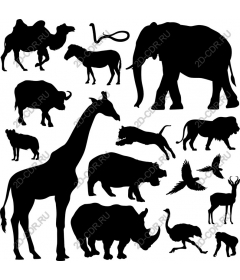  Collection of animals