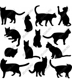  Cat pack