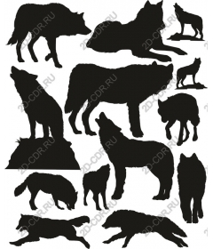  Collection Of Wolf