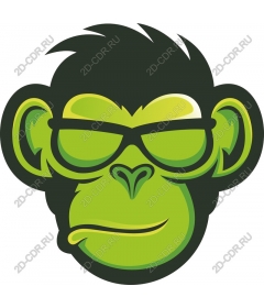  Monkey is in shock