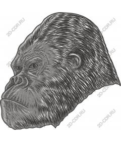  The majestic head of a gorilla