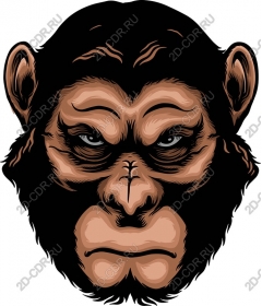 Majestic primacy - Powerful monkey face