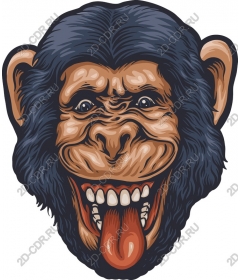 Head of playful monkey