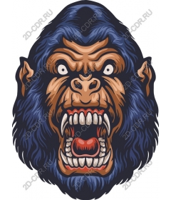 Head ferocious gorilla