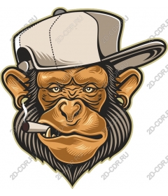 Witty monkey