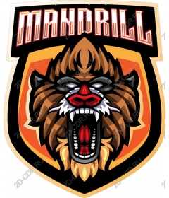 Mandrill - ferocious wild nature