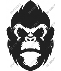 Head ferocious gorilla