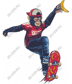  Monkey on skateboard