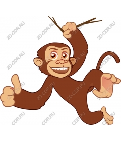 Funny monkey