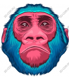  Bright monkey head