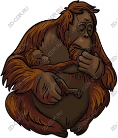 Sweet love: a Mother and baby orangutan