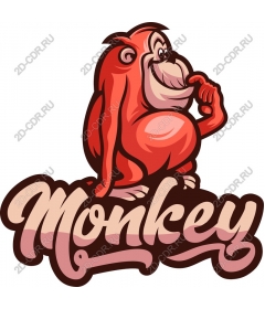  Adorable monkey