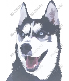 Siberian husky
