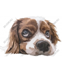  The Cavalier King Charles Spaniel
