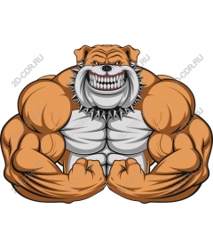  Muscular bulldog