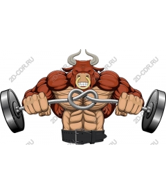 Muscular bull lifts weights