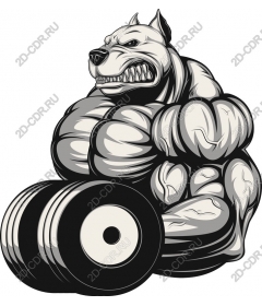 Muscular bulldog