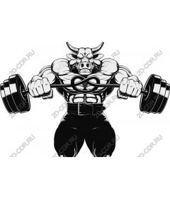  Muscular bull lifts weights