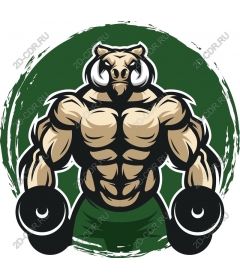  Muscular boar
