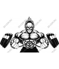 Muscular system skeletal weightlifting
