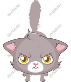  Gray angry cat